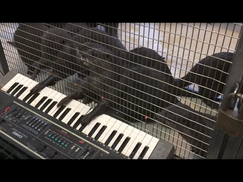Zoo gives animals musical instruments
