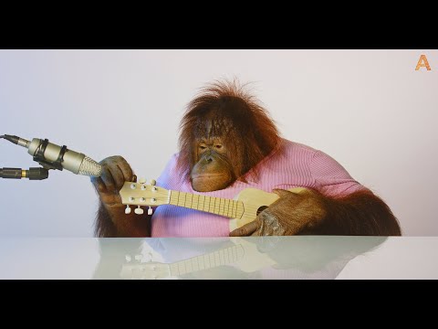 Animalia&#039;s Orangutan Rambo is a musical genius ASMR