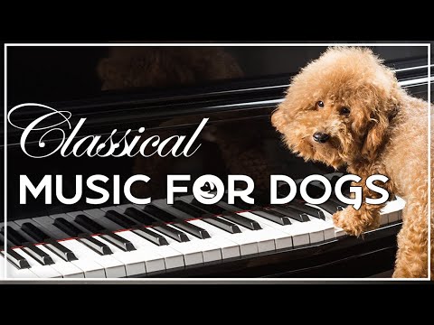Classical Music For Dogs - Calming Classical Piano Music For Dogs To Relax